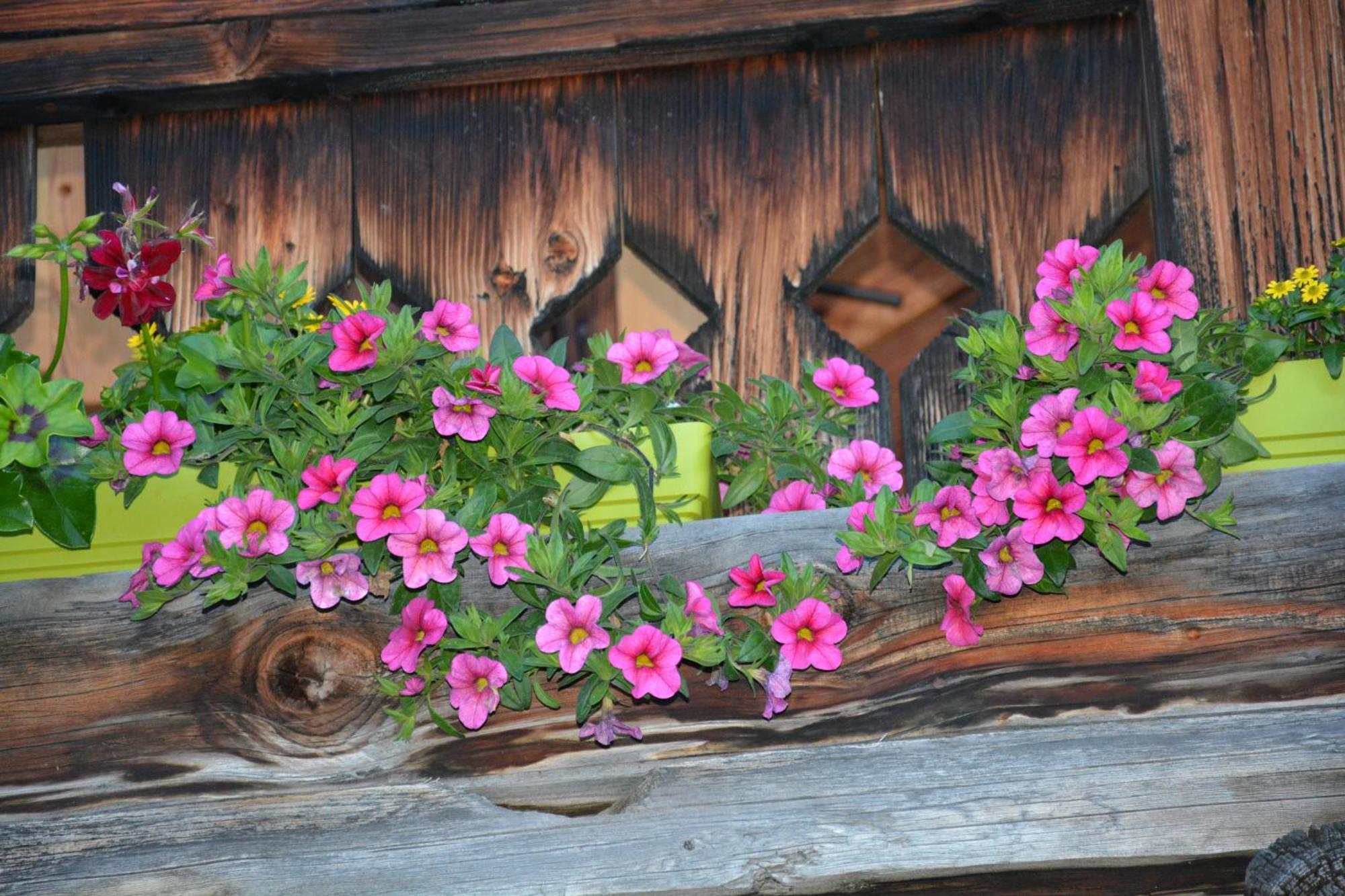 B&B,Bergheimat Oase Irschen Exteriér fotografie